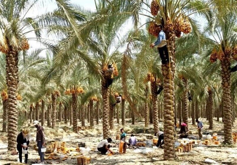 معاون جهاد کشاورزی بوشهر: سیاست این سازمان صادرات نخل
نیست