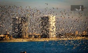 پرندگان مهاجر دریاچه شهدای خلیج فارس به ۱۱۴ گونه رسید
